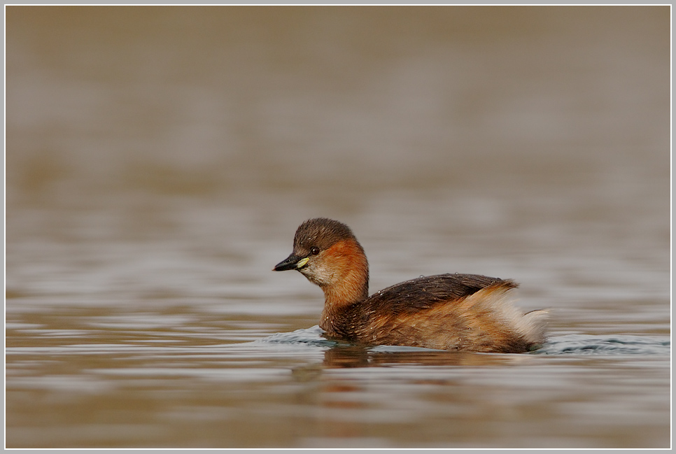 Zwergtaucher (Tachybaptus ruficollis)