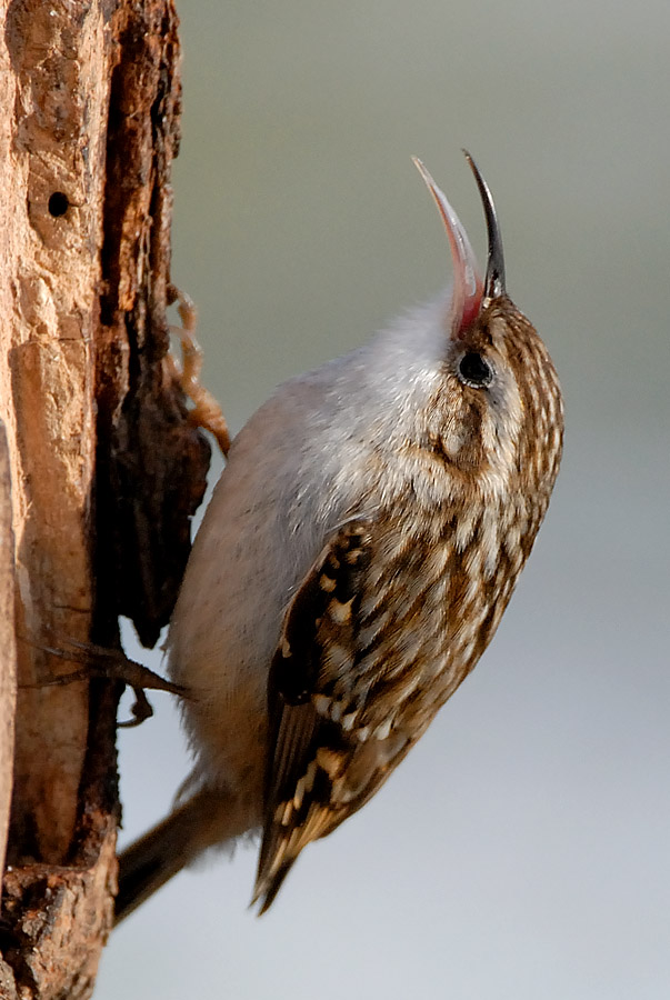 Waldbaumläufer (Certhia familiaris), KD