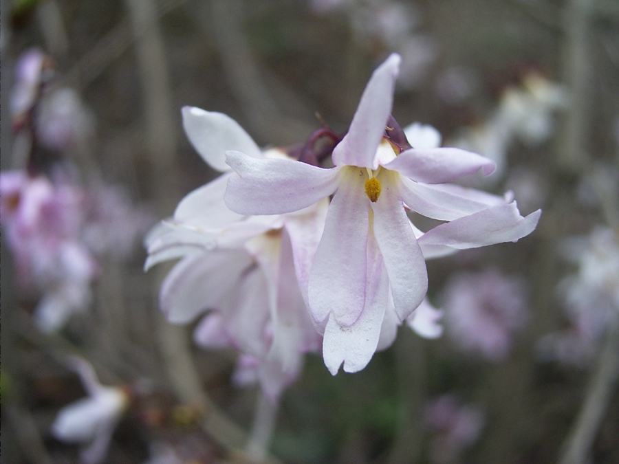 Abeliophyllum distichum ND