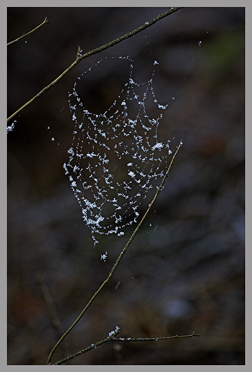 Spinnennetz ND