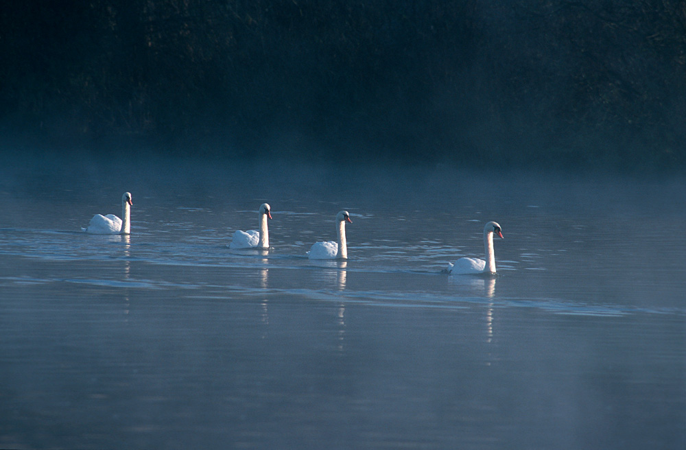 Höckerschwan ND