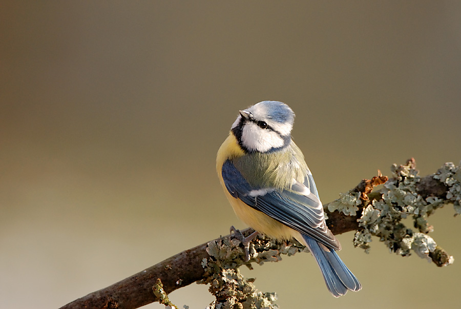 Blaumeise (Parus caeruleus), KD