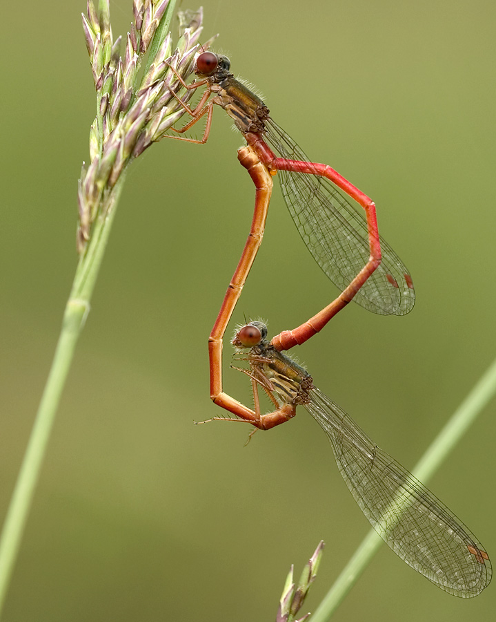 Rubinjungfer Paarungsrad ND