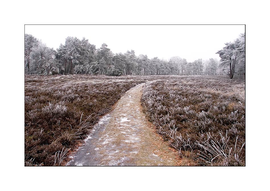 Frostige Heidelandschaft