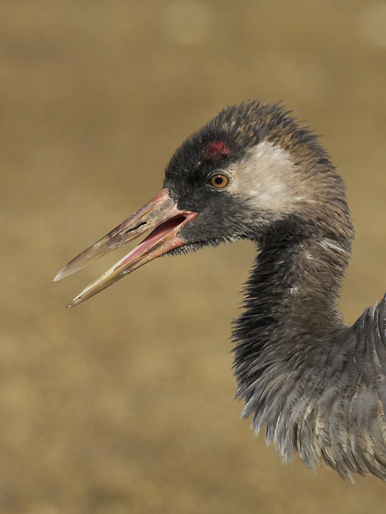 Juv. Kranich Portrait