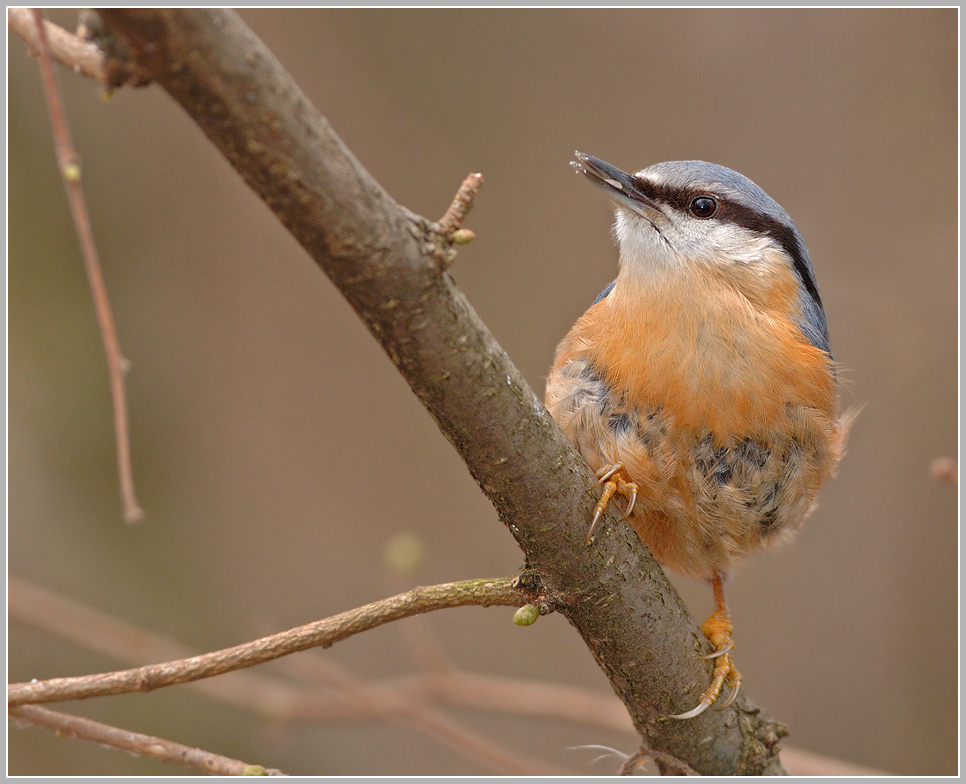 Kleiber (Sitta europaea)