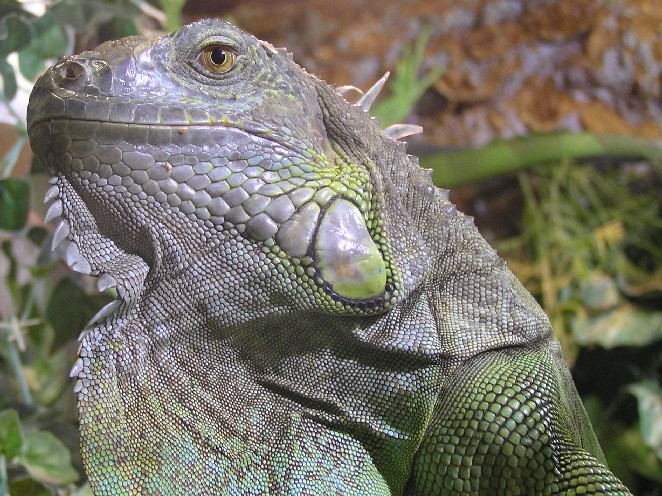 Iguana iguana ZO