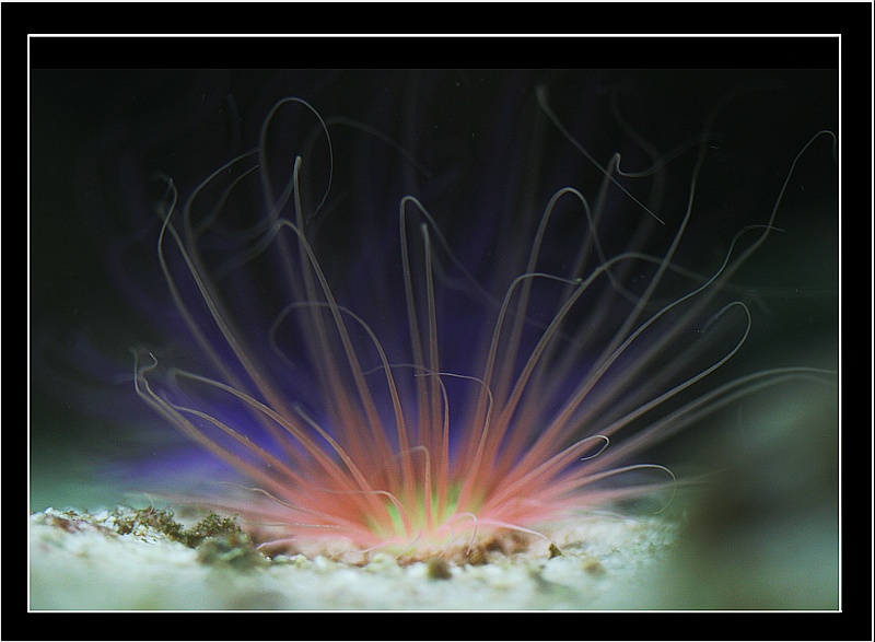 Seeanemone ZOO