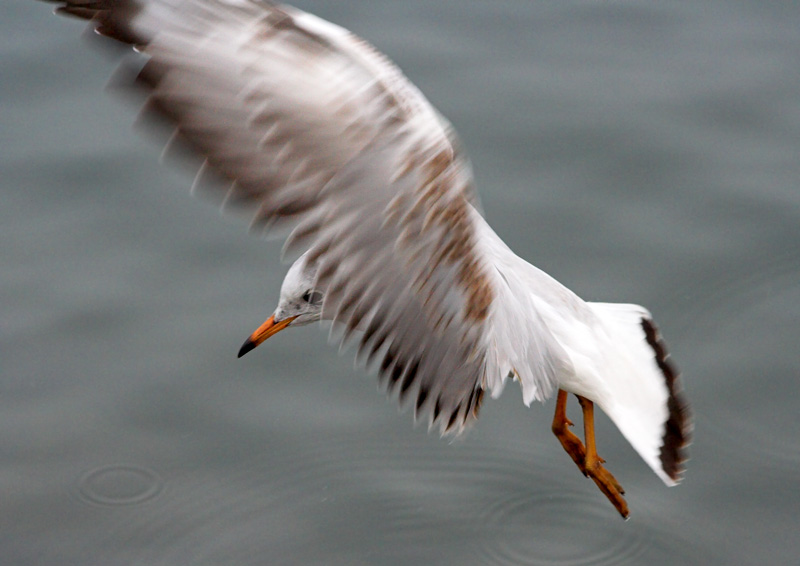 Landeanflug