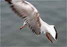 Landeanflug