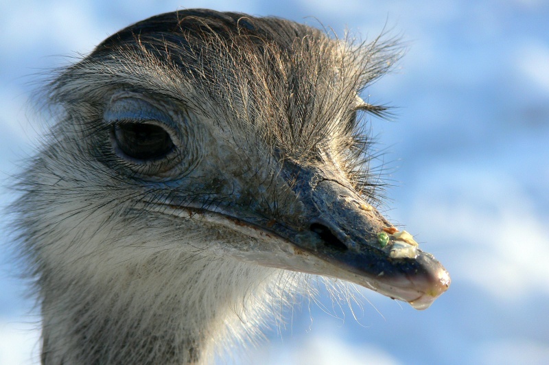 Emu-Portrait ZO