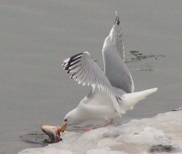 Silbermöwe mit Flussbarsch