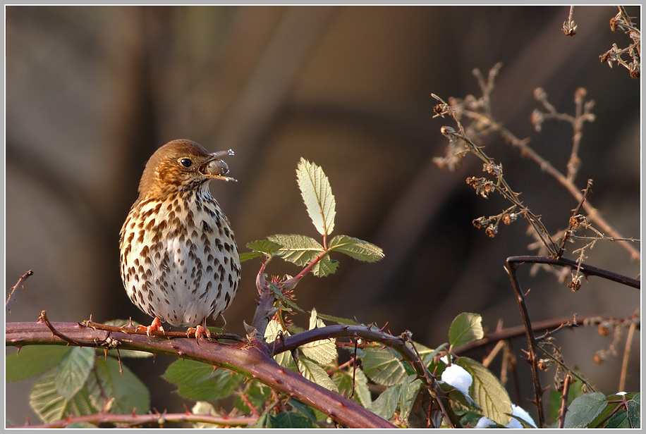 Singdrossel (Turdus philome)