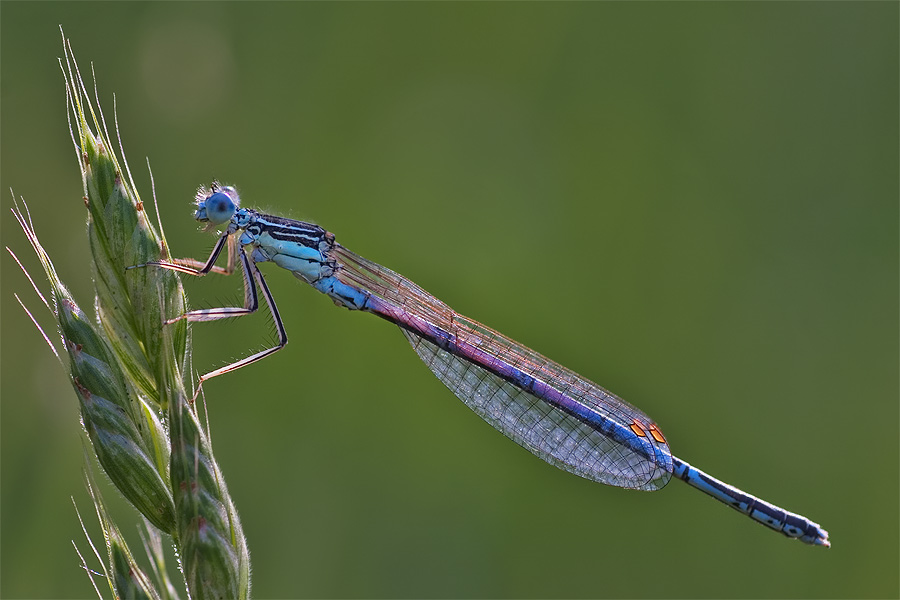 Libelle im Gegenlicht, ND