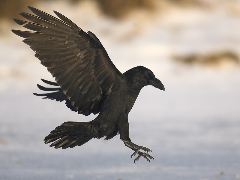 Bird in Black ND