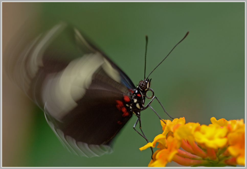 Sara-Passionsfalter (Heliconius sara)