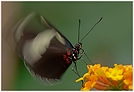 Sara-Passionsfalter (Heliconius sara)