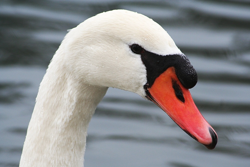 Höckerschwan
