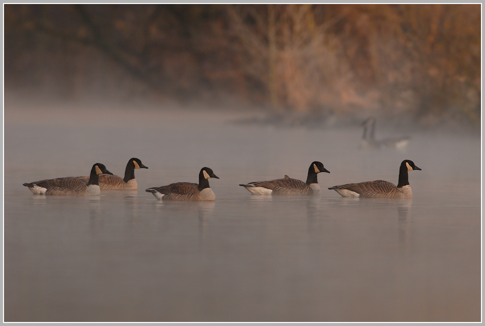 Kanadagans (Branta canadensis)