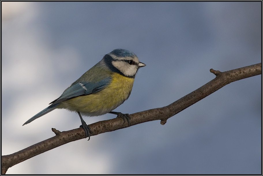 Blaumeise (ND)