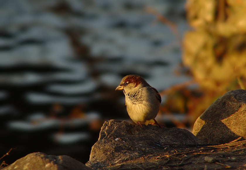 spatz