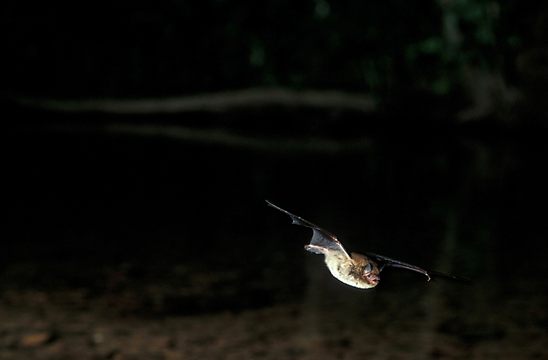 Wasserfledermäuse (Myotis daubentonii)