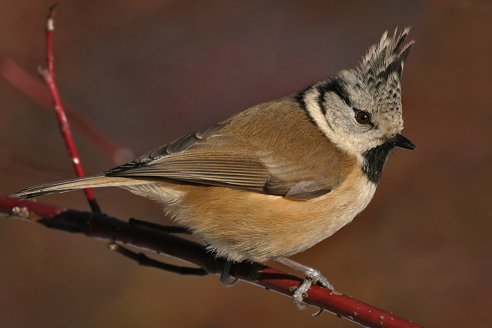Parus cristatus
