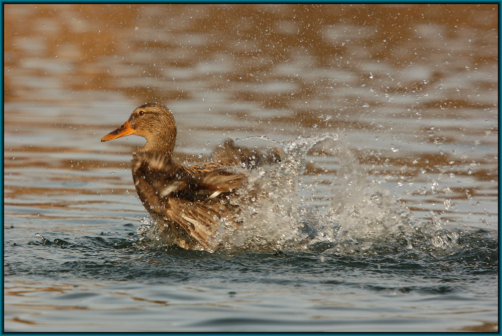 Action Teil II