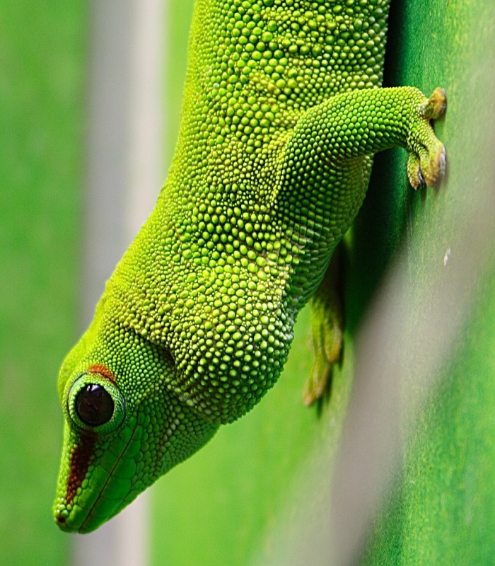 ZO Großer Taggecko (Phelsuma madagascariensis)