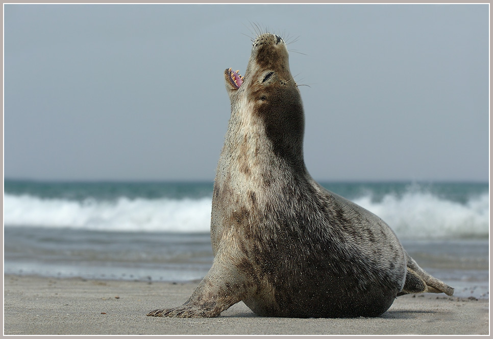 Seehund (Phoca vitulina), Helgoland, Düne