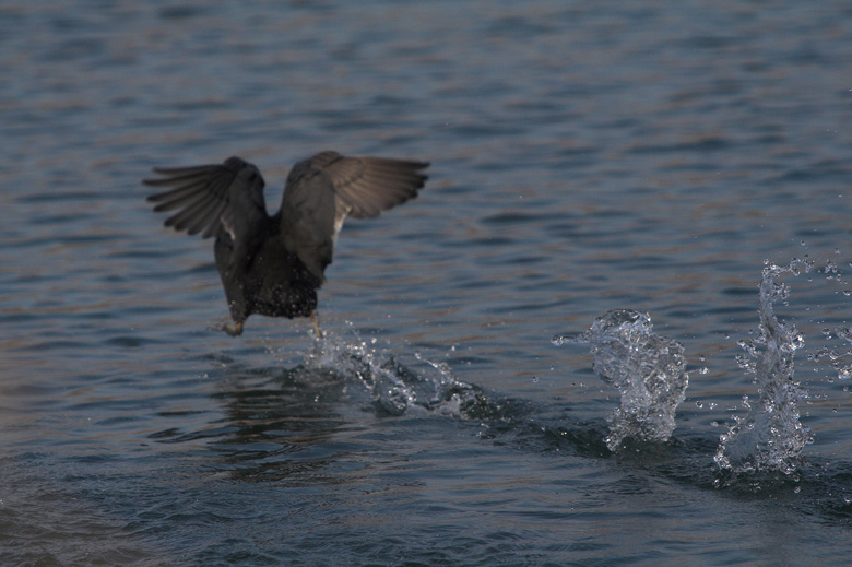 Wasserralle beim Take-Off