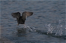 Wasserralle beim Take-Off