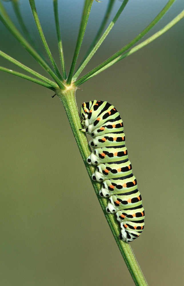 Schwalbenschwanzraupe ND