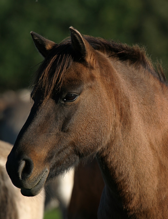 Dülmener Wildpferd (ND,EBV)