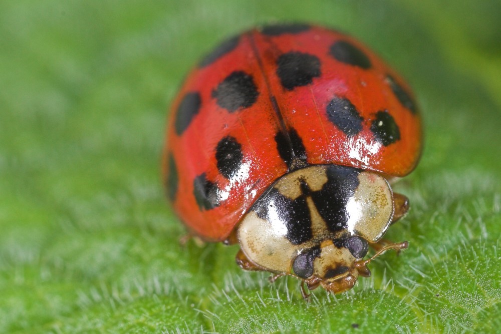 Marienkäfer ND