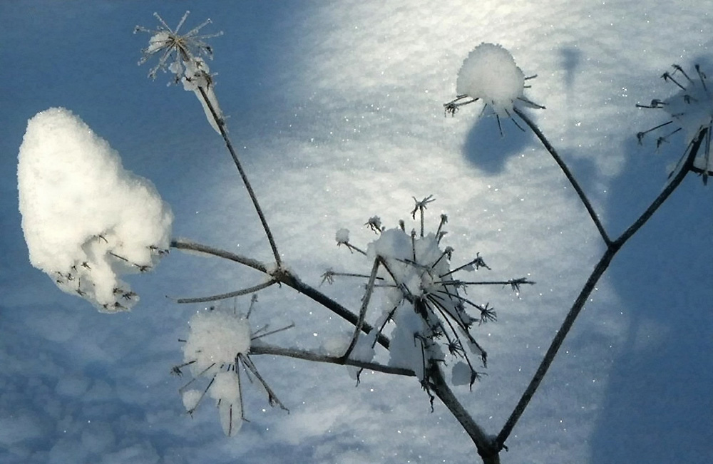 Schneehäubchen