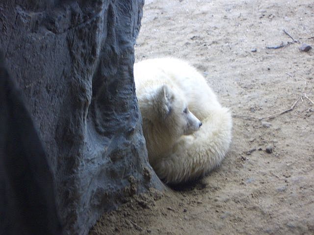 Polarfuchs ZO