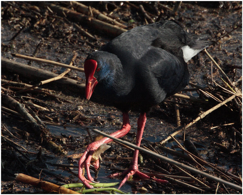 Purpurhuhn (Porphyrio porphyrio)