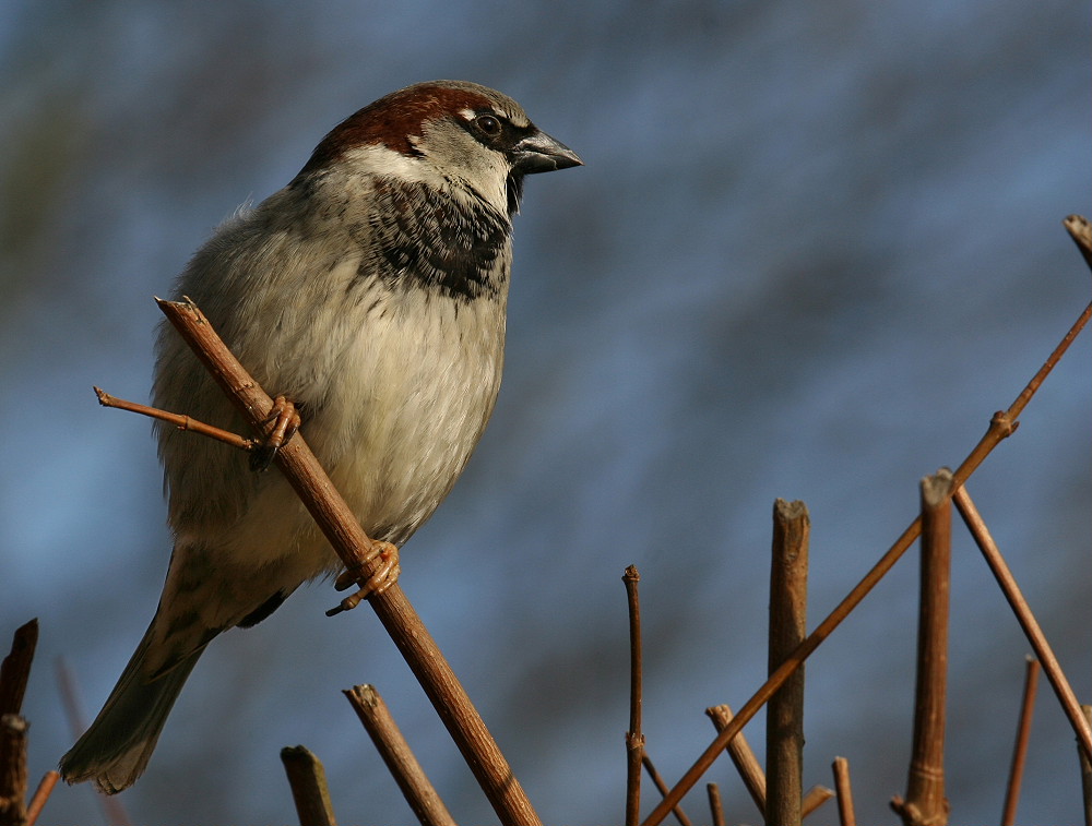 ND Spatz