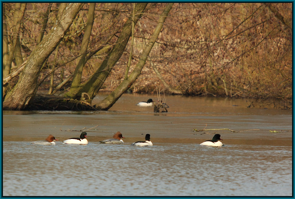 Gänsesäger (Mergus merganser) ND