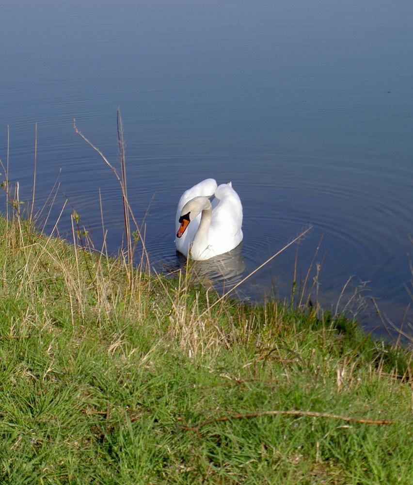 Schwan ND