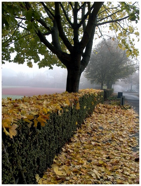 anzeichen des herbstes