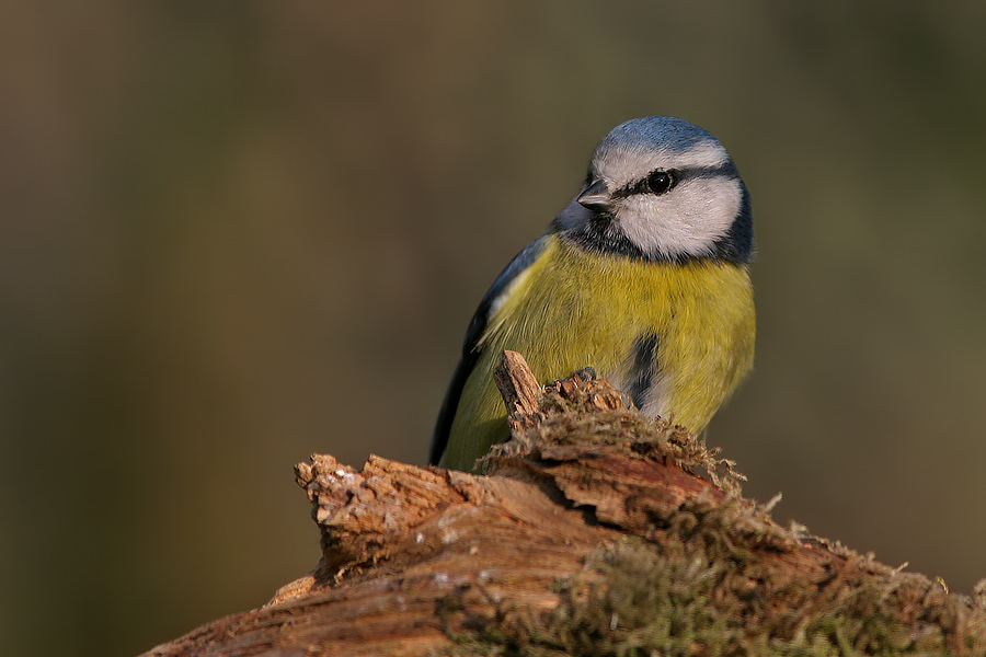 Blaumeise (ND)