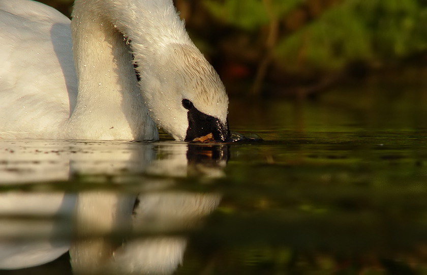 schwan