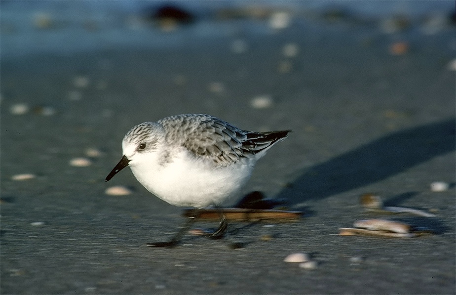 Sanderling (Calidris alba) ND im vollen Lauf...