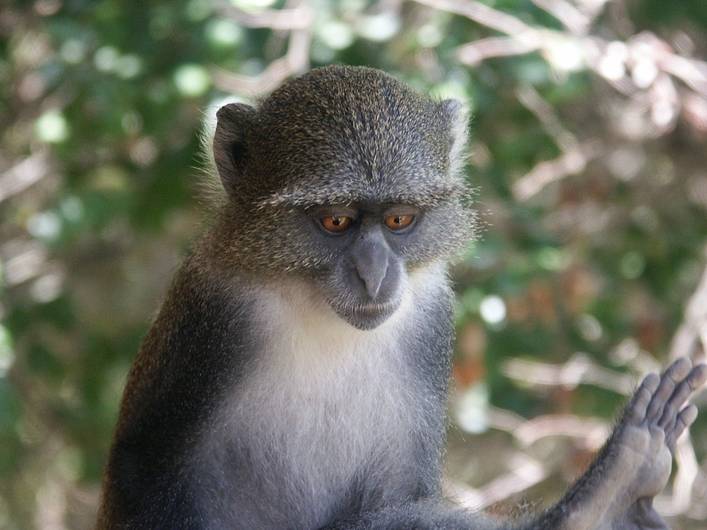 Grüne Meerkatze