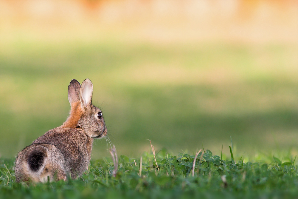 Wildkaninchen (ND)