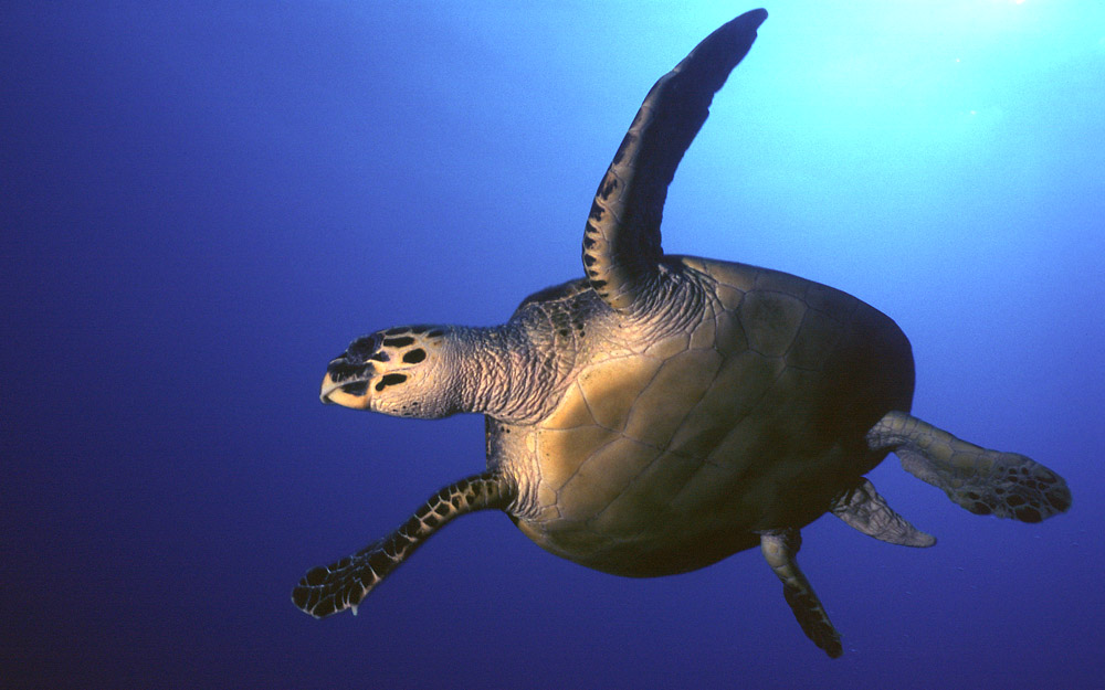 Wasserschildkröte