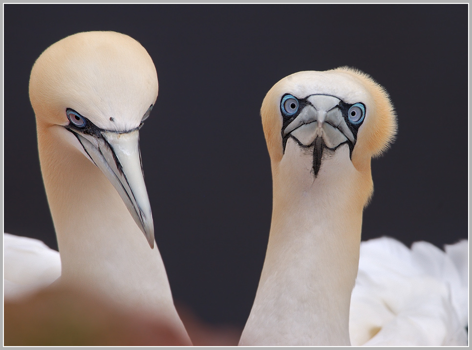 Baßtölpel (Sula bassana), Helgoland Lummenfelsen