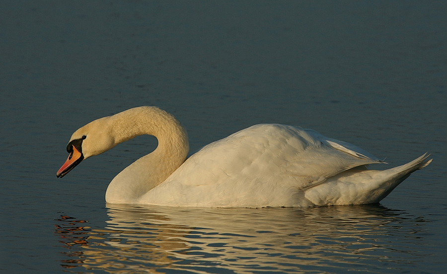 ND Schwan